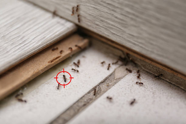 Reliable Fairdale, PA Pest Control Solutions