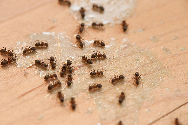  Fairdale, PA Pest Control Pros